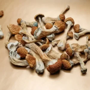 Dried Magic Mushrooms