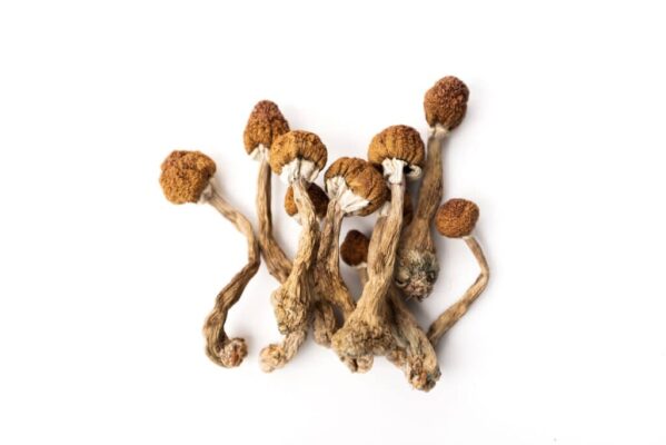Magic mushrooms kaufen